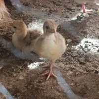 جوجه بوقلمون