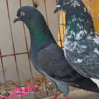 کبوتر چپرا و دوکت