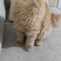 بچه گربه 6ماهه ناز