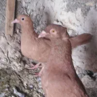 زرد کاکو پلاکی نر زرد ماده ساده