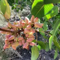 فروش  زمین کشاورزی پسته