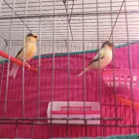 فروش ی جفت قناری گلاستر