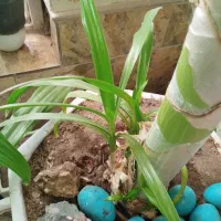 گل موزی|گل و گیاه طبیعی|رفسنجان, |دیوار