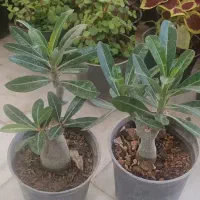 گل فقط65هزار