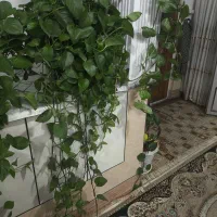 پتوس بزرگ