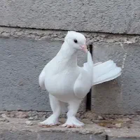 کبوتر