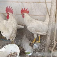 مرغ وخروس