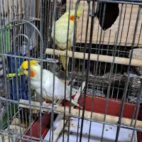 عروس جفت نروماده  لوتینو حراج فوری