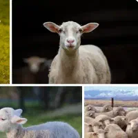 چوپان