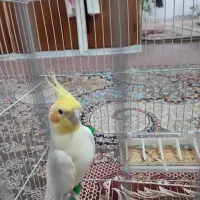 عروس هلندی