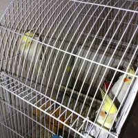 عروس هلندی لوتینو