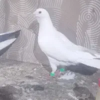 کبوتر زدوخوردی