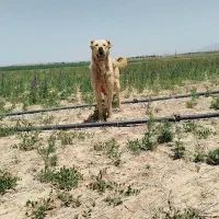 سگ. ماده|سگ|شیرینسو, |دیوار