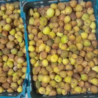 انجیر