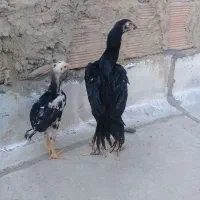 خروس اوشامو