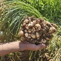 زمین زعفران فاروج چناران و قوچان