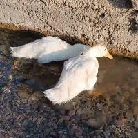 اردک