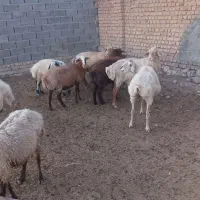 گوسفند