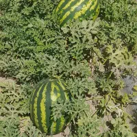 هندوانه گرد
