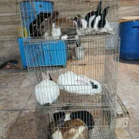 خرگوش خونگی