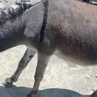 الاغ