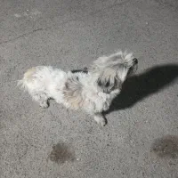 سگ پا کوتاه تربیت شده واگذار میگردد