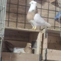 طوقی شکلاتی زرین ازم باخت رفته