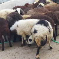 گوسفند نرماده کاور