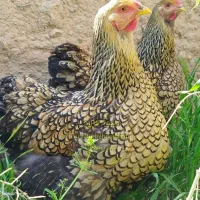 جوجه ویاندوت جی اس جی طلایی. زینتی