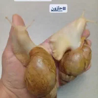 حلزون آلبینو (حلزون تراپی)