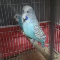 مرغ عشق انگلیسی ، پروانه ای ، فنج دستی