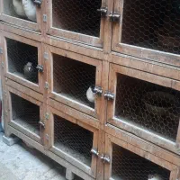 قفس جفتگاه کبوتر