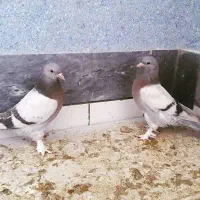 فروش تعدادی ماده زیر فی