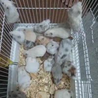 همستر|موش و خرگوش|اهواز, نادری|دیوار