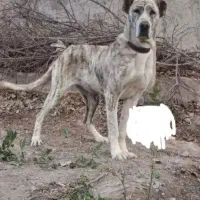 سرابی افغان