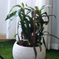 گل برگ ذرتی وگل موسی در گهواره
