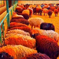 ×بزرگترین مرکز فروش۰گوسفند زنده*درمشهد/عقیقه