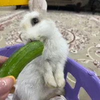 خرگوش