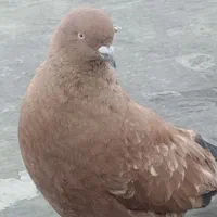 کبوتر پرتقالی ماده