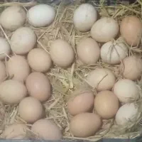 تخم نطفه دار و جوجه برهما خالص و میکس
