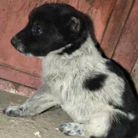 طوله قدریجونی