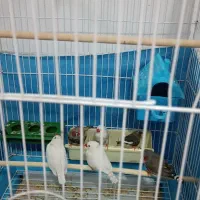 فروش فنچ