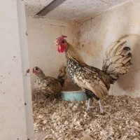 مرغ و خروس مینیاتوری