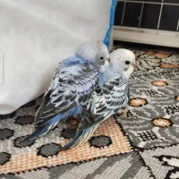 مرغ عشق هلندی