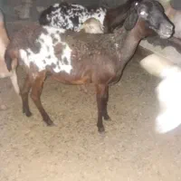 فروش میش دورگ برشن