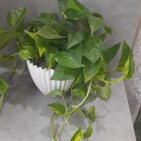 گل پتوس آویز
