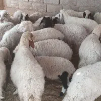 میش