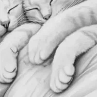 گربه
