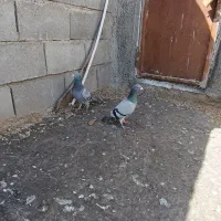 مجسمه کبوتر