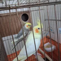 یک جفت عروس هلندی مولد به همراه جوجه